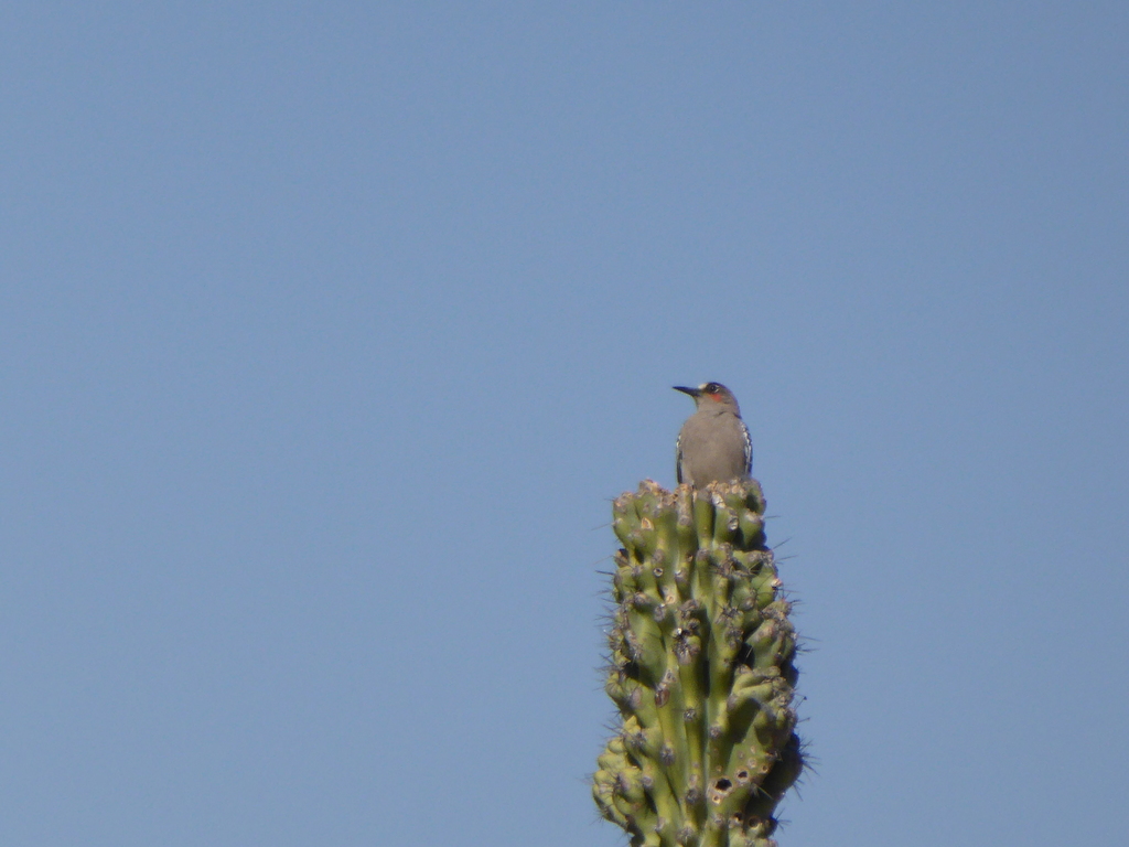 Grey-breasted Woodpecker