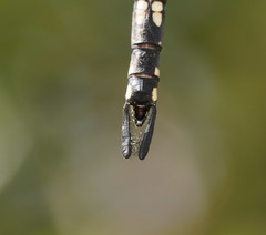 Austroaeschna parvistigma