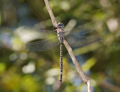 Austroaeschna parvistigma