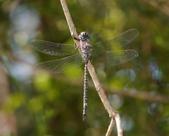 Austroaeschna parvistigma