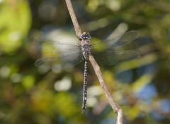 Austroaeschna parvistigma
