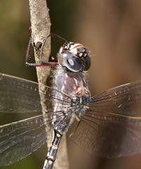 Austroaeschna parvistigma