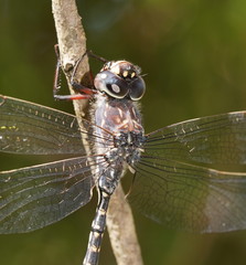 Austroaeschna parvistigma