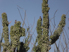 Melanerpes hypopolius