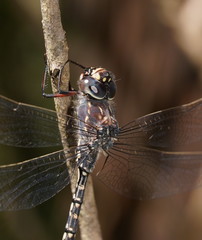 Austroaeschna parvistigma