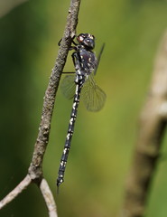 Austroaeschna parvistigma