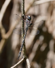 Austroaeschna parvistigma