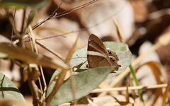 Abisara neophron