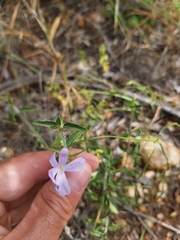 Barleria saxatilis