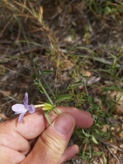 Barleria saxatilis