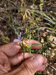 Barleria saxatilis