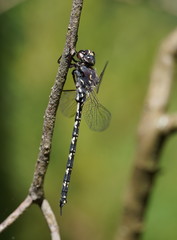 Austroaeschna parvistigma