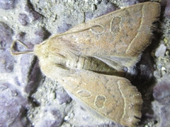 Orthosia paromoea