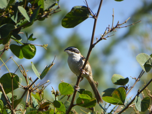 Peucaea ruficauda