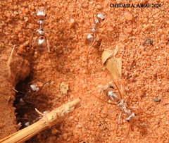 Cataglyphis bombycina