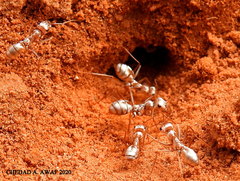 Cataglyphis bombycina