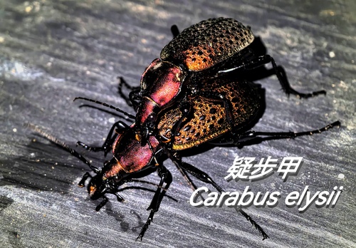 Carabus elysii