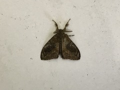 Lepidoptera