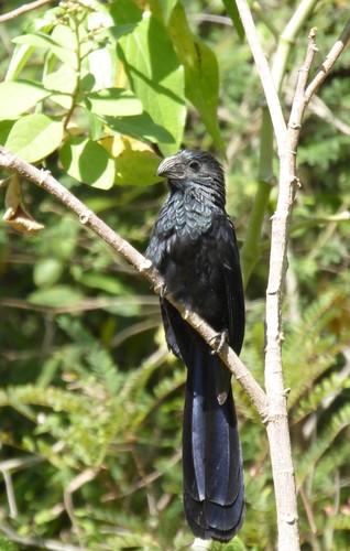 Crotophaga sulcirostris