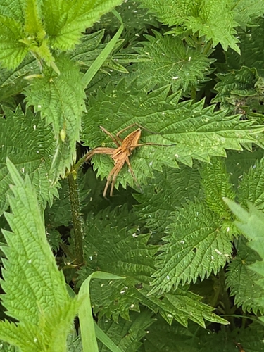 European Nursery Web spider