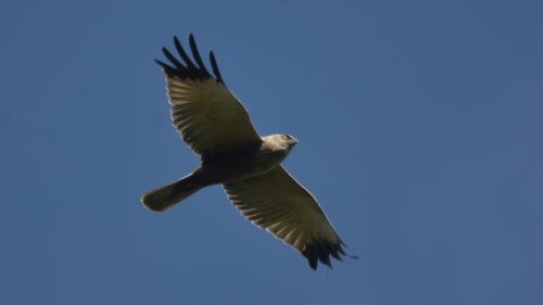 Western Marsh Harrier