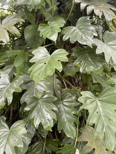 Philodendron lacerum, photograph 2
