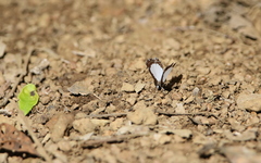 Stiboges elodinia
