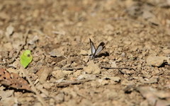 Stiboges elodinia