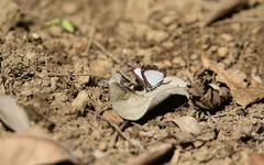 Stiboges elodinia