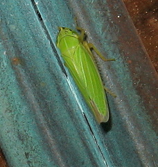 Draeculacephala noveboracensis