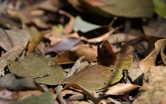 Taxila dora