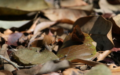 Taxila dora