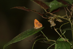 Taxila dora