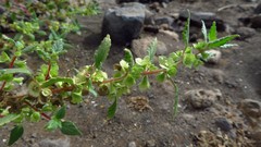 Forsskaolea