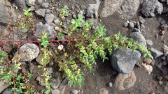 Forsskaolea