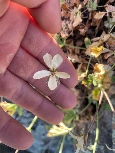 Pelargonium stipulaceum