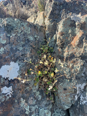 Pelargonium stipulaceum, photograph (c) Justin Ponder, some rights reserved (CC BY)