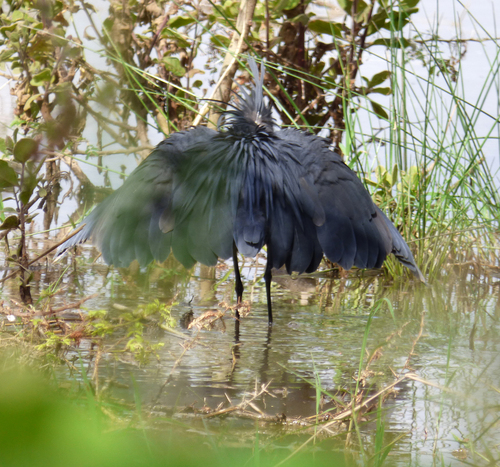 iNaturalist image
