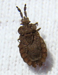 Aradus robustus