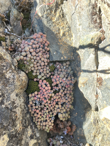 Conophytum minimum
