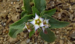 Trichodesma africanum