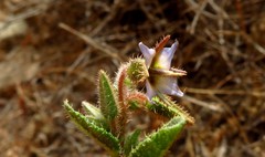 Trichodesma africanum