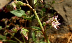 Trichodesma africanum