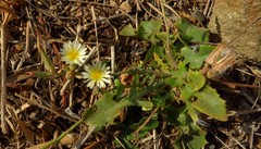 Launaea intybacea