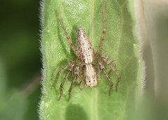 Oxyopes