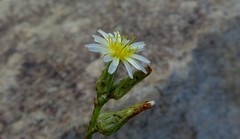 Launaea intybacea