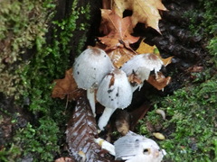 Coprinopsis alopecia
