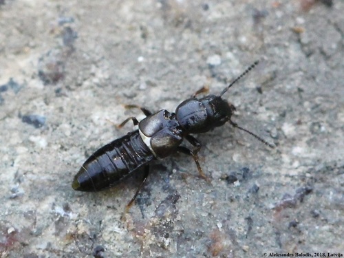 Platystethus cornutus