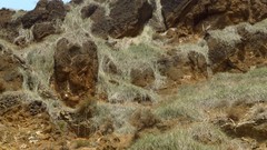 Cynanchum daltonii image