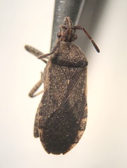 Ceraleptus americanus